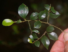 Cryptocarya williwilliana