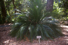 Macrozamia johnsonii
