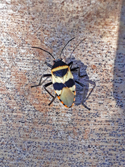 Largus fasciatus