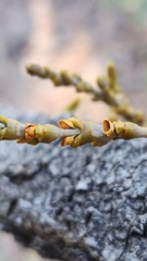 Arceuthobium campylopodum