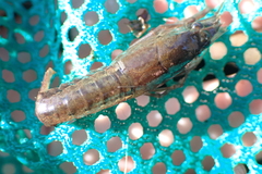 Procambarus acutus