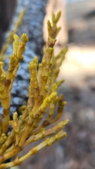 Arceuthobium campylopodum