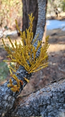 Arceuthobium campylopodum