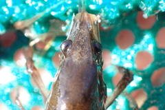 Procambarus acutus