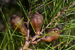 Hakea actites