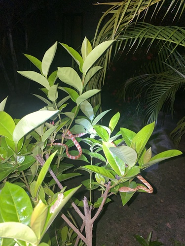 Brown Tree Snake sighting