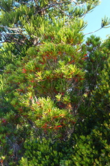 Hibbertia emarginata