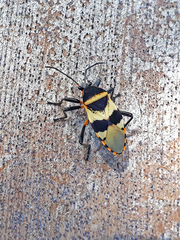 Largus fasciatus