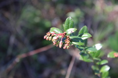 Vaccinium myrsinites