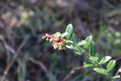 Vaccinium myrsinites