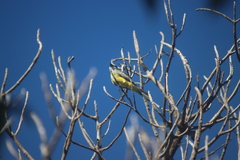 Tyrannus melancholicus