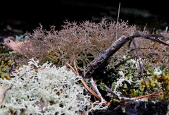 Cladonia appalachensis