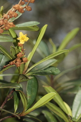 Hibbertia emarginata