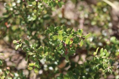 Vaccinium myrsinites