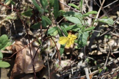 Crocanthemum corymbosum