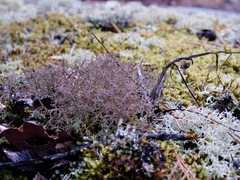 Cladonia appalachensis
