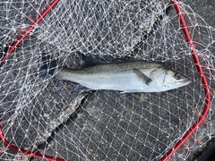 Lateolabrax japonicus