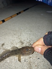 Acanthogobius flavimanus