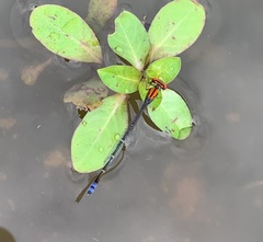 Pseudagrion massaicum