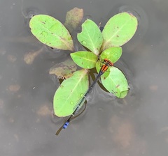 Pseudagrion massaicum