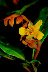 Hibbertia emarginata