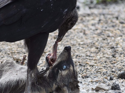 Black Vulture, Texas, US, photo 8 of 10