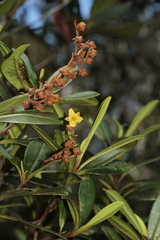 Hibbertia emarginata