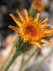 Adenophyllum cooperi