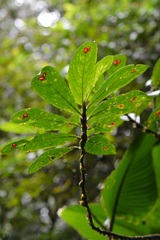 Columnea consanguinea