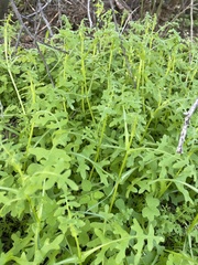 Phacelia distans