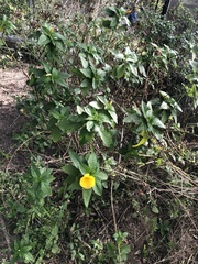 Turnera ulmifolia
