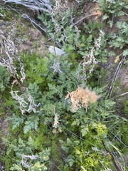 Ambrosia confertiflora