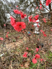 Chaenomeles