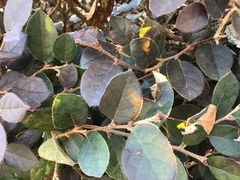 Loropetalum