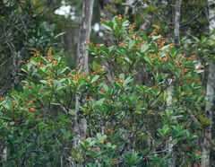 Hibbertia emarginata