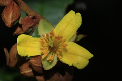 Hibbertia emarginata