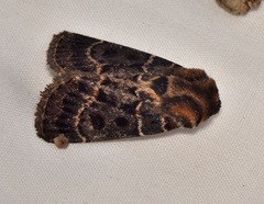 Proteuxoa sanguinipuncta