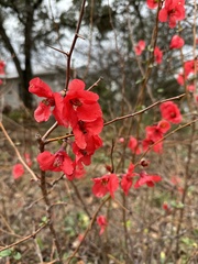 Chaenomeles