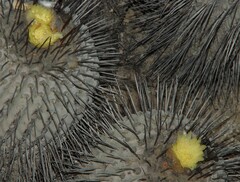 Copiapoa dealbata
