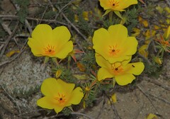 Balbisia peduncularis