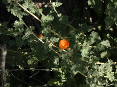 Sphaeralcea ambigua