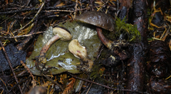 Xerocomellus atropurpureus