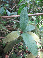 Ardisia staudtii