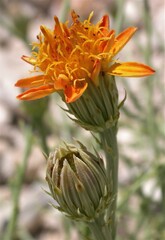 Adenophyllum cooperi