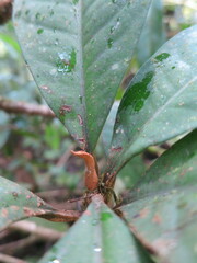 Ardisia staudtii