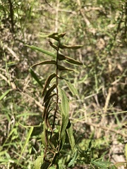 Pellaea falcata