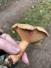 Lactarius torminosus