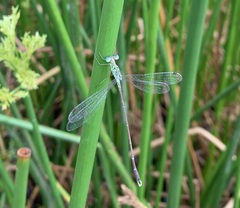 Lestes uncifer