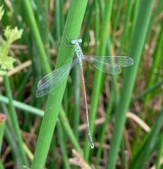Lestes uncifer