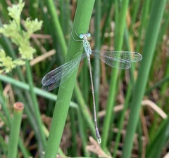Lestes uncifer